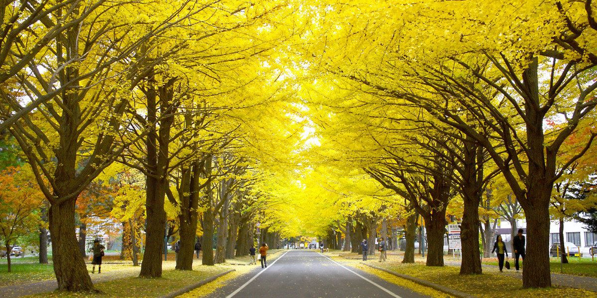 在雪花飄落的純白色冬日前 Br 街上的樹木換上了紅色與黃色的新衣 專題文章一覽 觀光景點 歡迎光臨札幌