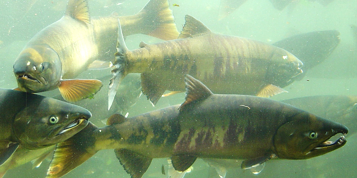 Chitose Salmon Aquarium