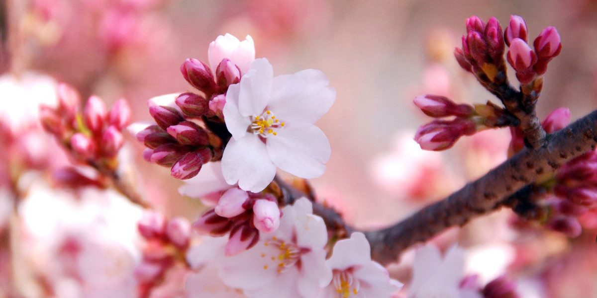 札幌の春（3月、4月、5月）